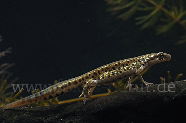 Italienischer Wassermolch (Lissotriton italicus)