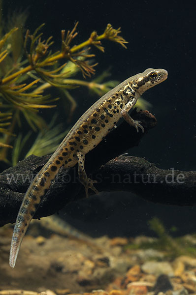 Italienischer Wassermolch (Lissotriton italicus)