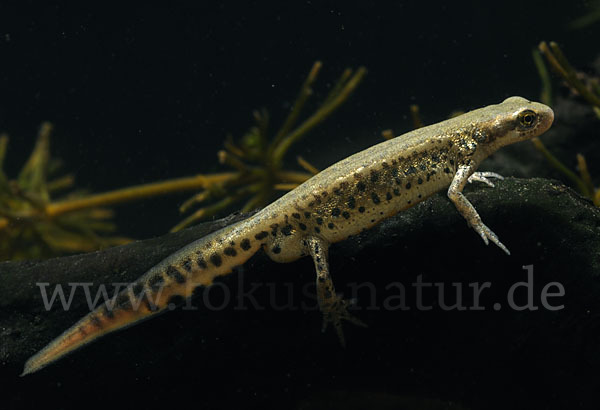 Italienischer Wassermolch (Lissotriton italicus)