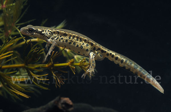 Italienischer Wassermolch (Lissotriton italicus)