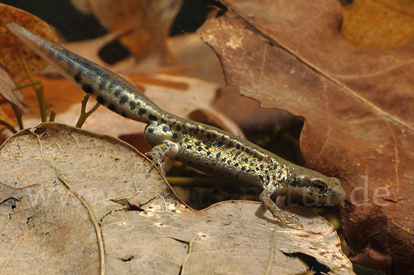 Italienischer Wassermolch (Lissotriton italicus)