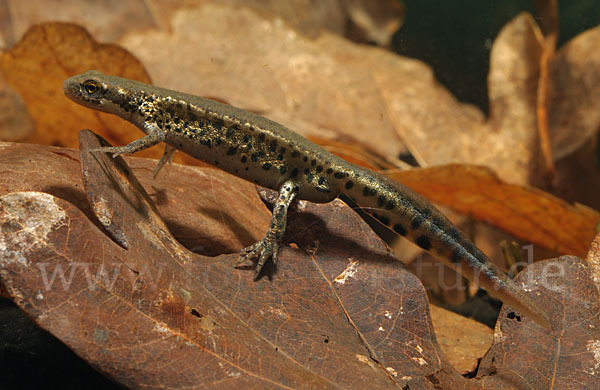 Italienischer Wassermolch (Lissotriton italicus)