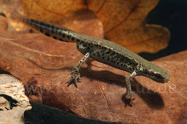 Italienischer Wassermolch (Lissotriton italicus)