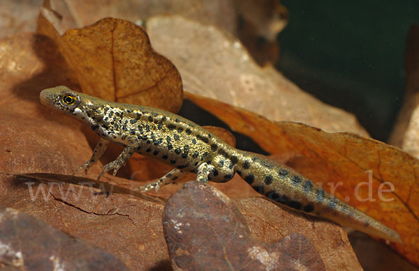 Italienischer Wassermolch (Lissotriton italicus)