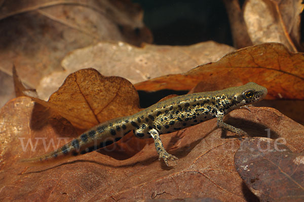 Italienischer Wassermolch (Lissotriton italicus)