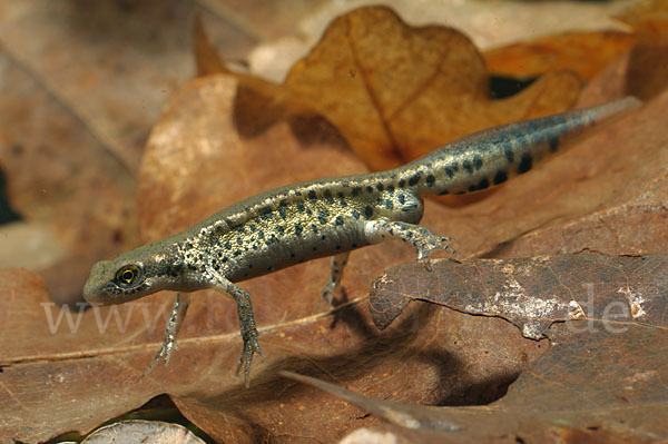 Italienischer Wassermolch (Lissotriton italicus)