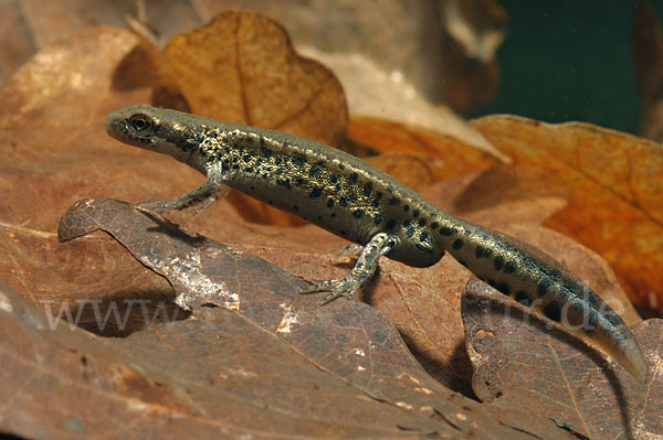 Italienischer Wassermolch (Lissotriton italicus)