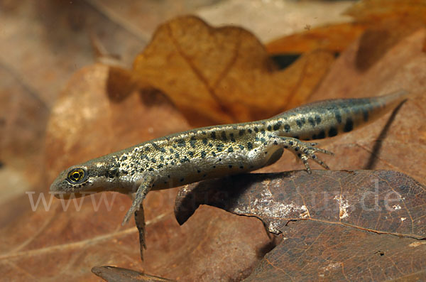 Italienischer Wassermolch (Lissotriton italicus)