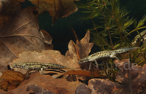 Italienischer Wassermolch (Lissotriton italicus)