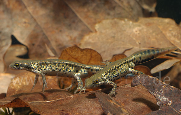 Italienischer Wassermolch (Lissotriton italicus)