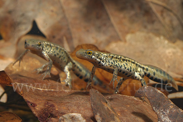 Italienischer Wassermolch (Lissotriton italicus)