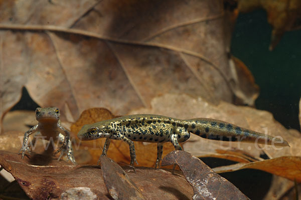 Italienischer Wassermolch (Lissotriton italicus)