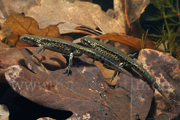 Italienischer Wassermolch (Lissotriton italicus)