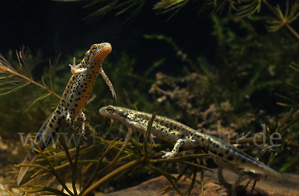 Italienischer Wassermolch (Lissotriton italicus)