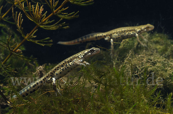 Italienischer Wassermolch (Lissotriton italicus)