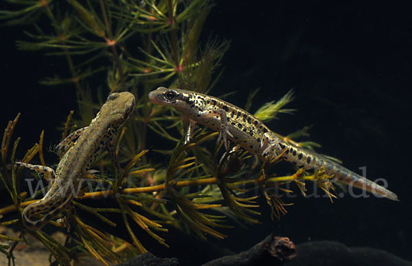 Italienischer Wassermolch (Lissotriton italicus)