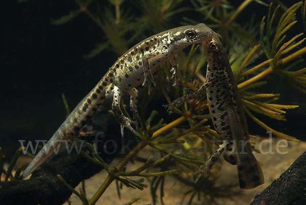 Italienischer Wassermolch (Lissotriton italicus)