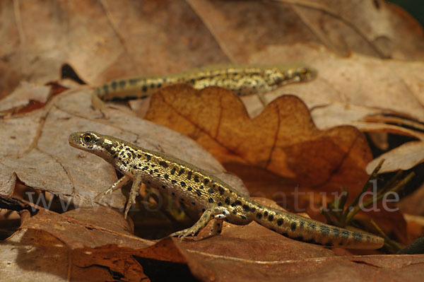 Italienischer Wassermolch (Lissotriton italicus)