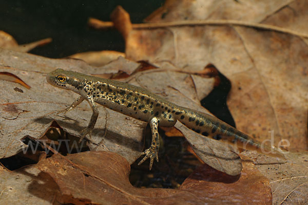 Italienischer Wassermolch (Lissotriton italicus)