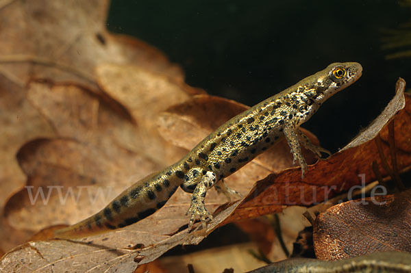 Italienischer Wassermolch (Lissotriton italicus)