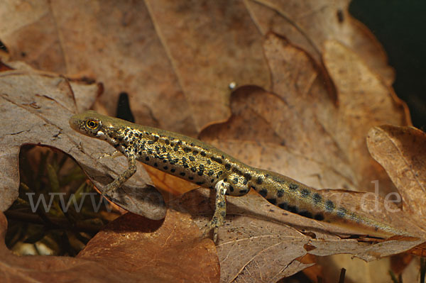 Italienischer Wassermolch (Lissotriton italicus)