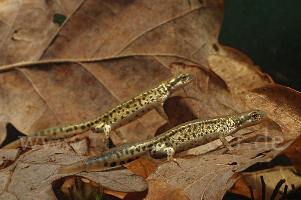 Italienischer Wassermolch (Lissotriton italicus)