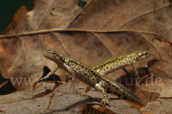 Italienischer Wassermolch (Lissotriton italicus)