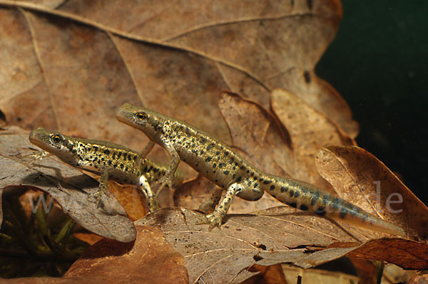 Italienischer Wassermolch (Lissotriton italicus)