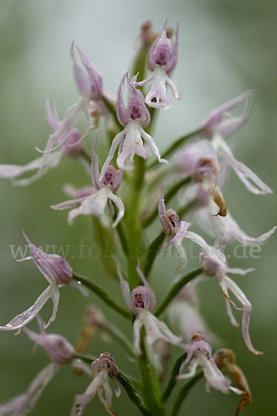 Italienisches Knabenkraut (Orchis italica)