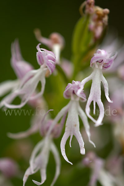 Italienisches Knabenkraut (Orchis italica)