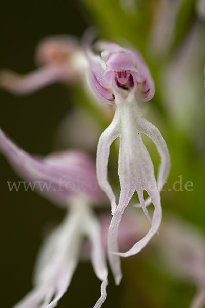 Italienisches Knabenkraut (Orchis italica)