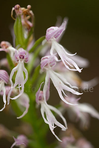 Italienisches Knabenkraut (Orchis italica)