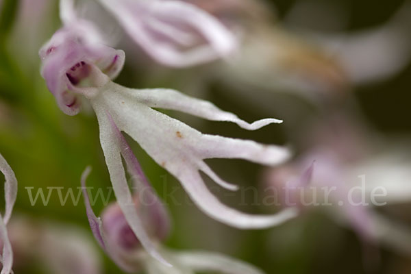 Italienisches Knabenkraut (Orchis italica)