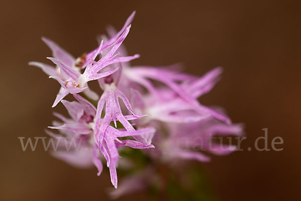 Italienisches Knabenkraut (Orchis italica)