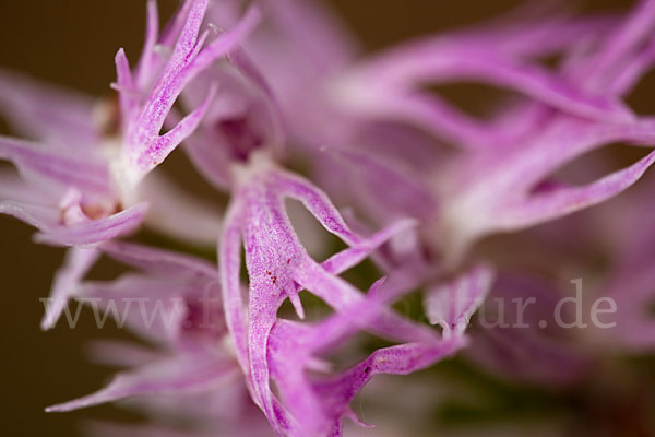 Italienisches Knabenkraut (Orchis italica)