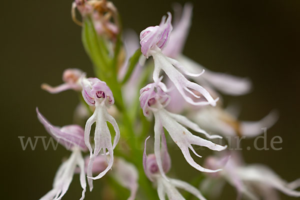 Italienisches Knabenkraut (Orchis italica)