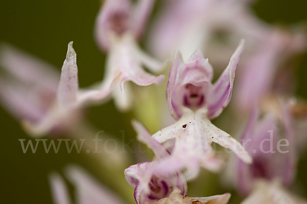 Italienisches Knabenkraut (Orchis italica)