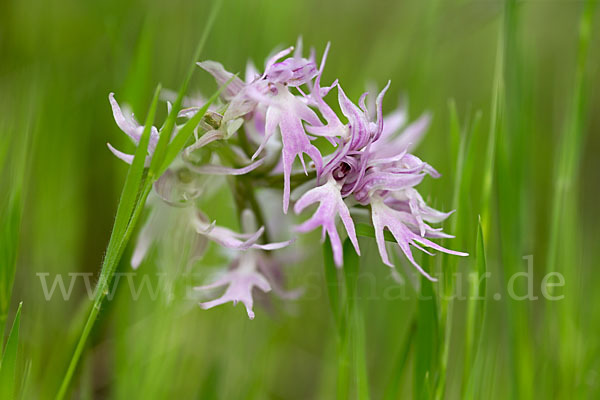 Italienisches Knabenkraut (Orchis italica)