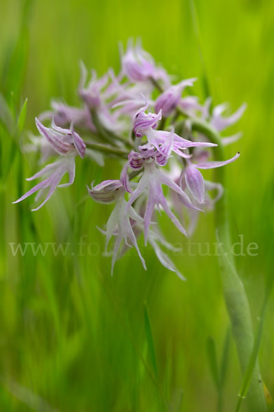 Italienisches Knabenkraut (Orchis italica)