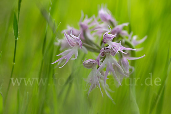 Italienisches Knabenkraut (Orchis italica)