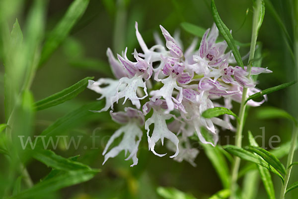 Italienisches Knabenkraut (Orchis italica)