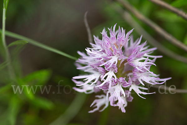 Italienisches Knabenkraut (Orchis italica)