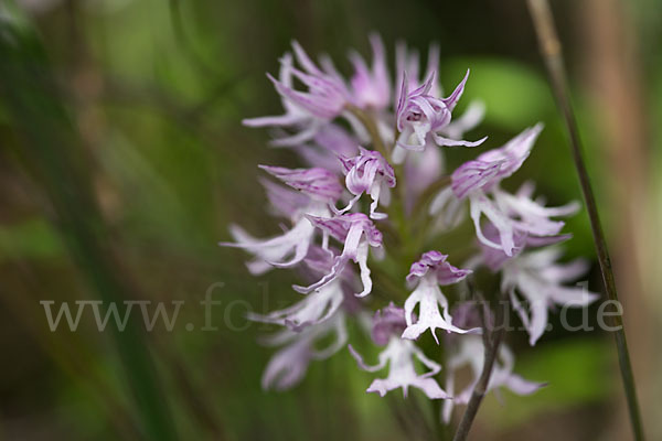 Italienisches Knabenkraut (Orchis italica)