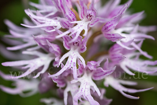 Italienisches Knabenkraut (Orchis italica)