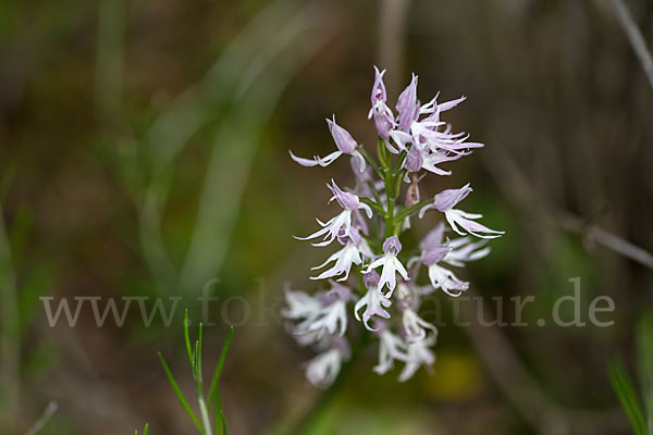 Italienisches Knabenkraut (Orchis italica)