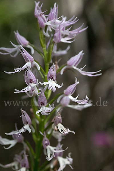 Italienisches Knabenkraut (Orchis italica)