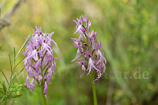 Italienisches Knabenkraut (Orchis italica)