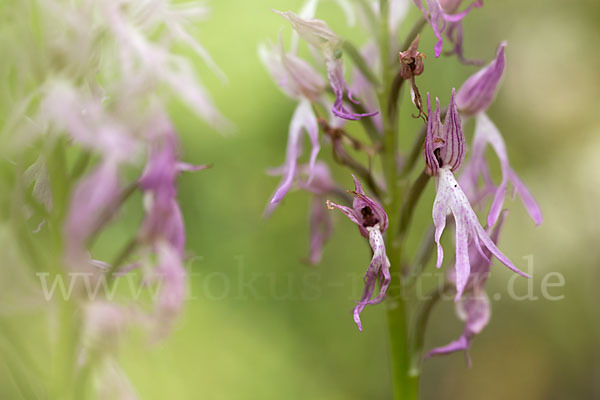 Italienisches Knabenkraut (Orchis italica)