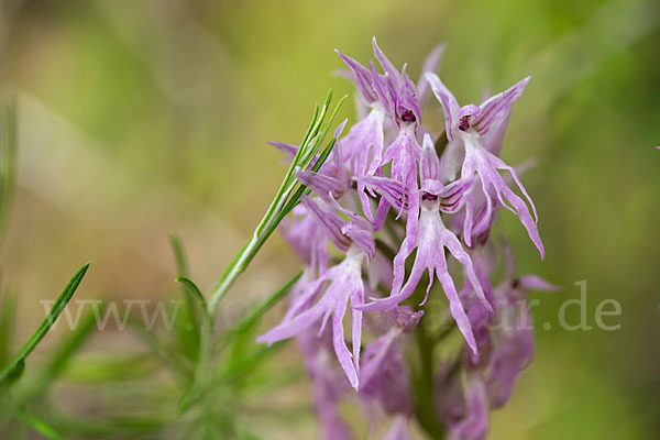 Italienisches Knabenkraut (Orchis italica)