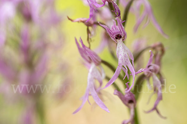 Italienisches Knabenkraut (Orchis italica)